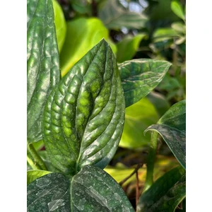 Эпипремнум Марбл Планет