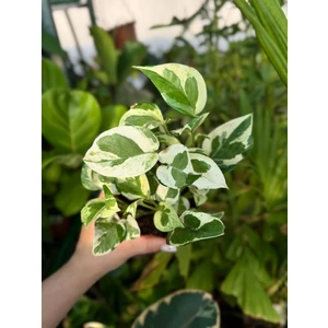 Эпипремнум Перд энд Жаде