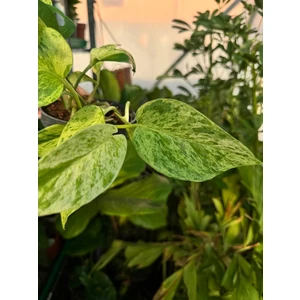 Эпипремнум Марбл Квин