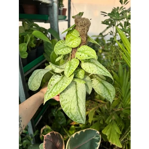 Сциндапсус Сильвер Сплеш