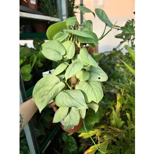 Сциндапсус Сильвер Хиро