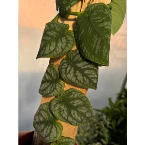 Монстера Дубиа