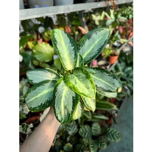 Аглаонема Сильвер Блю