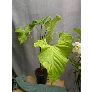 Антуриум Балаоанум (Balaloanum) - копия