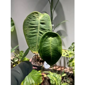 Аглаонема Сильвер Блю