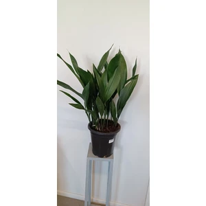 Аспидистра Элатиор