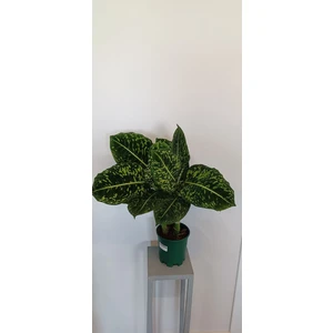 Диффенбахия Рефлектор