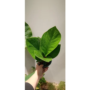 Антуриум Джангл Буш