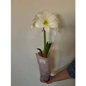 Гиппеаструм