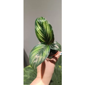 Калатея Сандериана мини