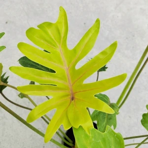 Филодендрон Ксанаду Голд, D-15