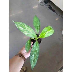 Спатифиллум вариегатный (Matcha variegated)